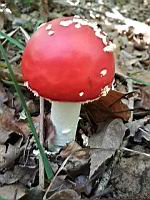 Amanite tue-mouche (Amanita muscaria) (Isere, 2019-10) (1)